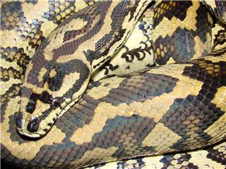 Carpet Python