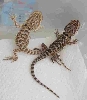 Pogona