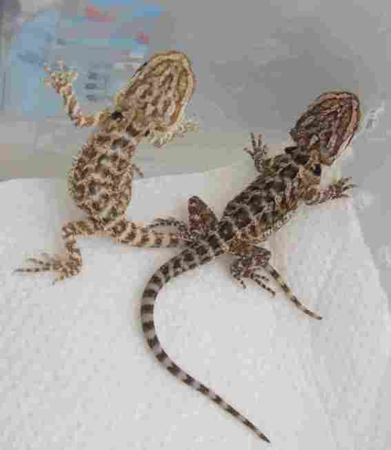 Pogona