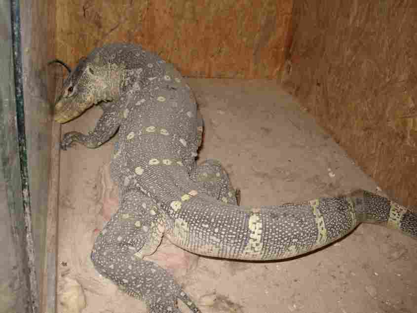 Varanus niloticus