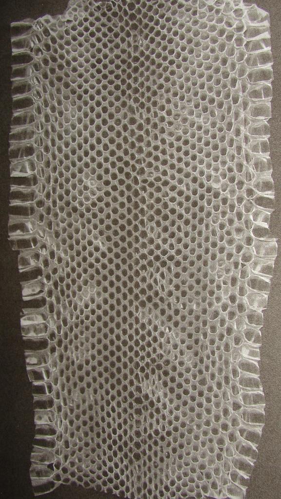 Tango's Dorsal Scales