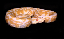 Albino posing