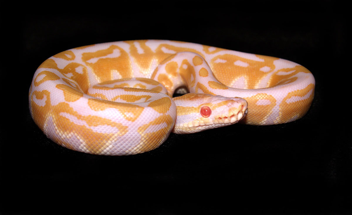 Albino posing