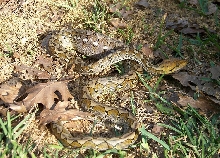 My young male Ambon Python reticulatus.  Picture taken March 2007.
