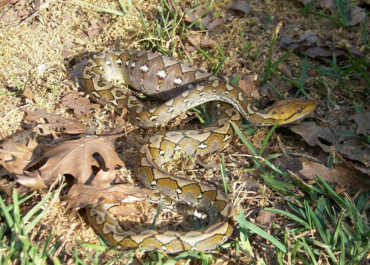 My young male Ambon Python reticulatus.  Picture taken March 2007.