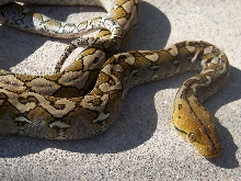 Ambon Reticulated Python Yellow Head