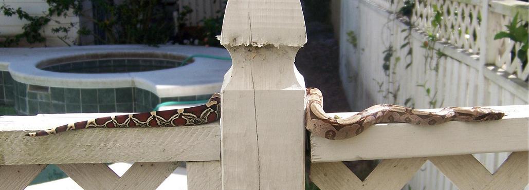 My baby female Suriname Boa constrictor.  Picture taken March 2007.
