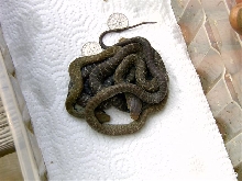 hatchling unicolor cribos