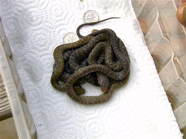 hatchling unicolor cribos
