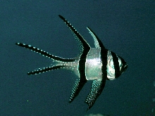 Saltwater - Austin Aquariums