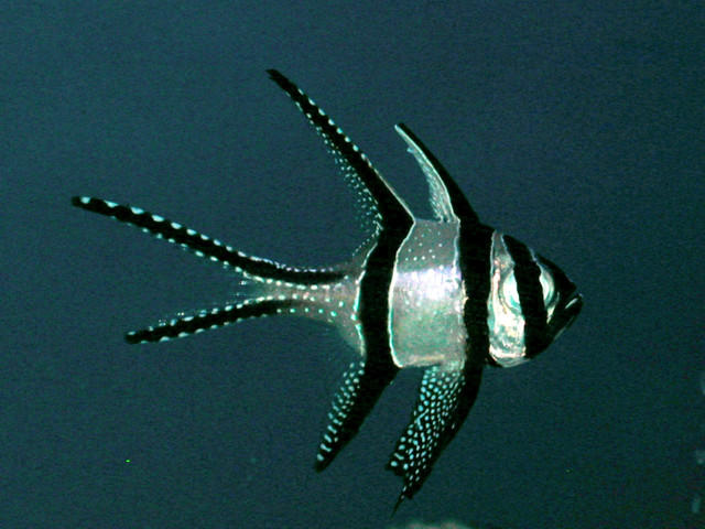 Saltwater - Austin Aquariums