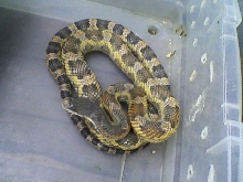 texas rat