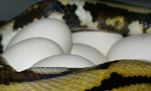 tiger het blond x tiger het blond
