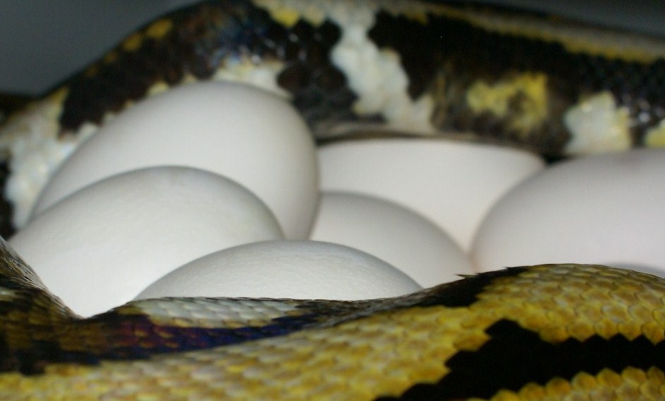 tiger het blond x tiger het blond