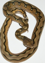 Sunselayer Het Genetic Stripe