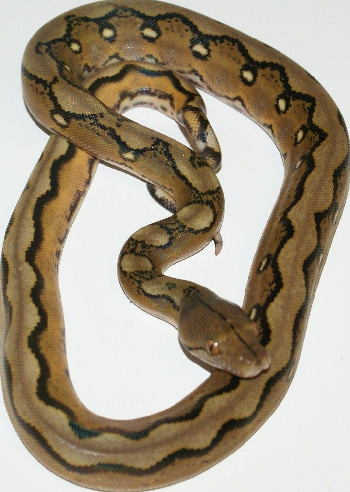 Sunselayer Het Genetic Stripe