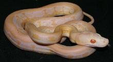 Blond Super Tiger