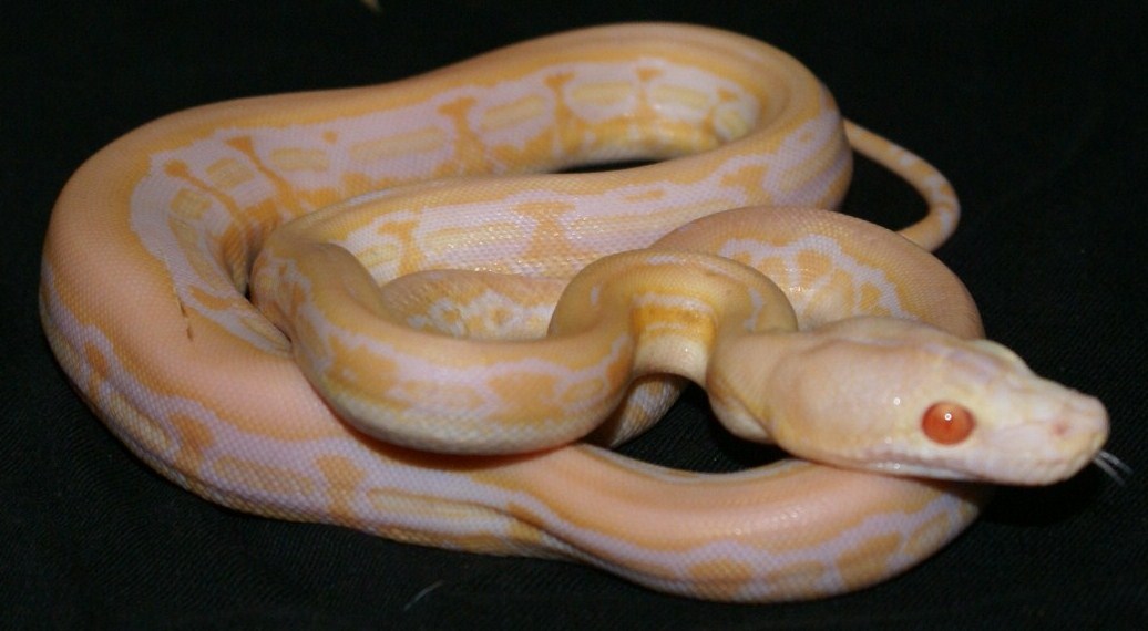 Blond Super Tiger