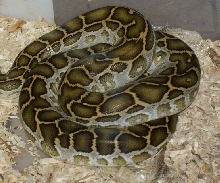Hypo burm