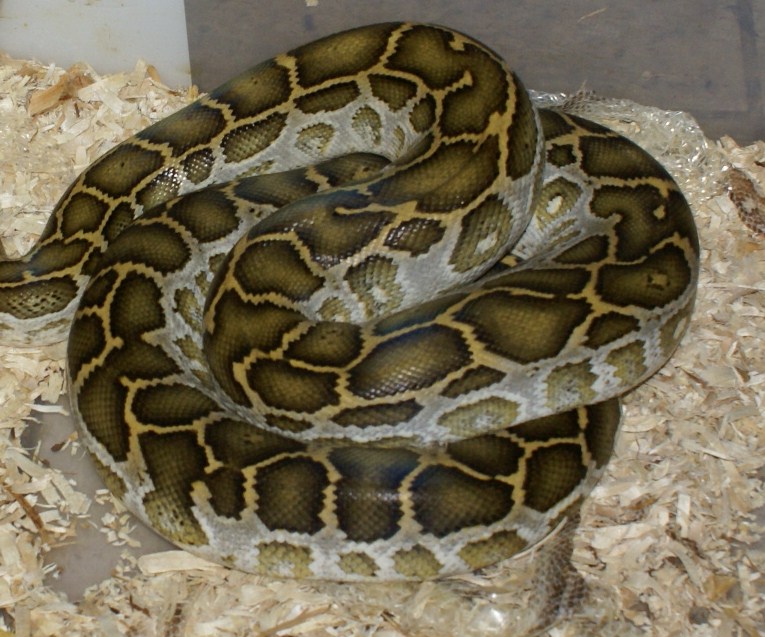 Hypo burm
