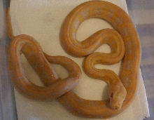 Dwarf Albino Tiger