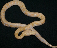 Albino Platinum