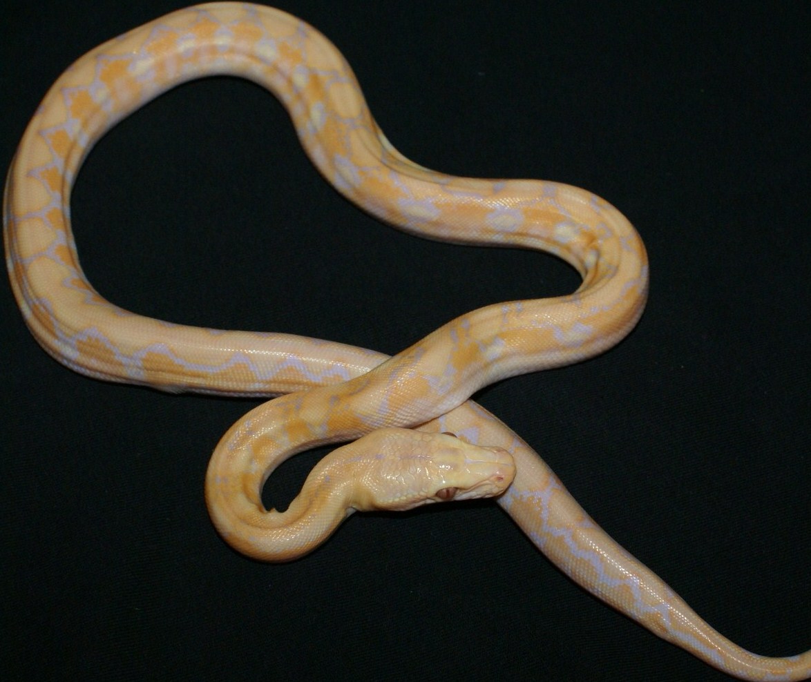 Albino Platinum
