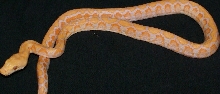 Albino Platinum
