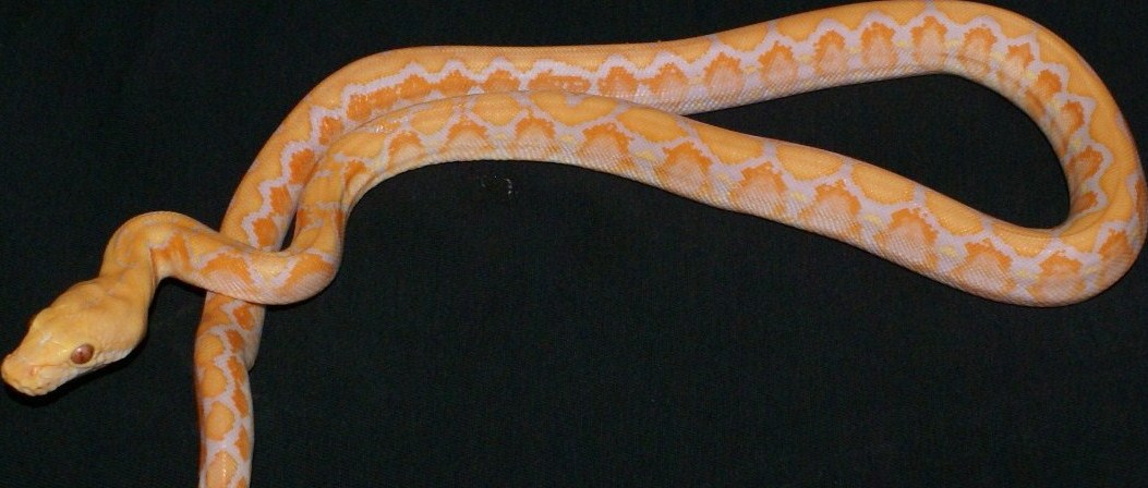 Albino Platinum