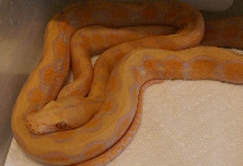 Albino Platinum