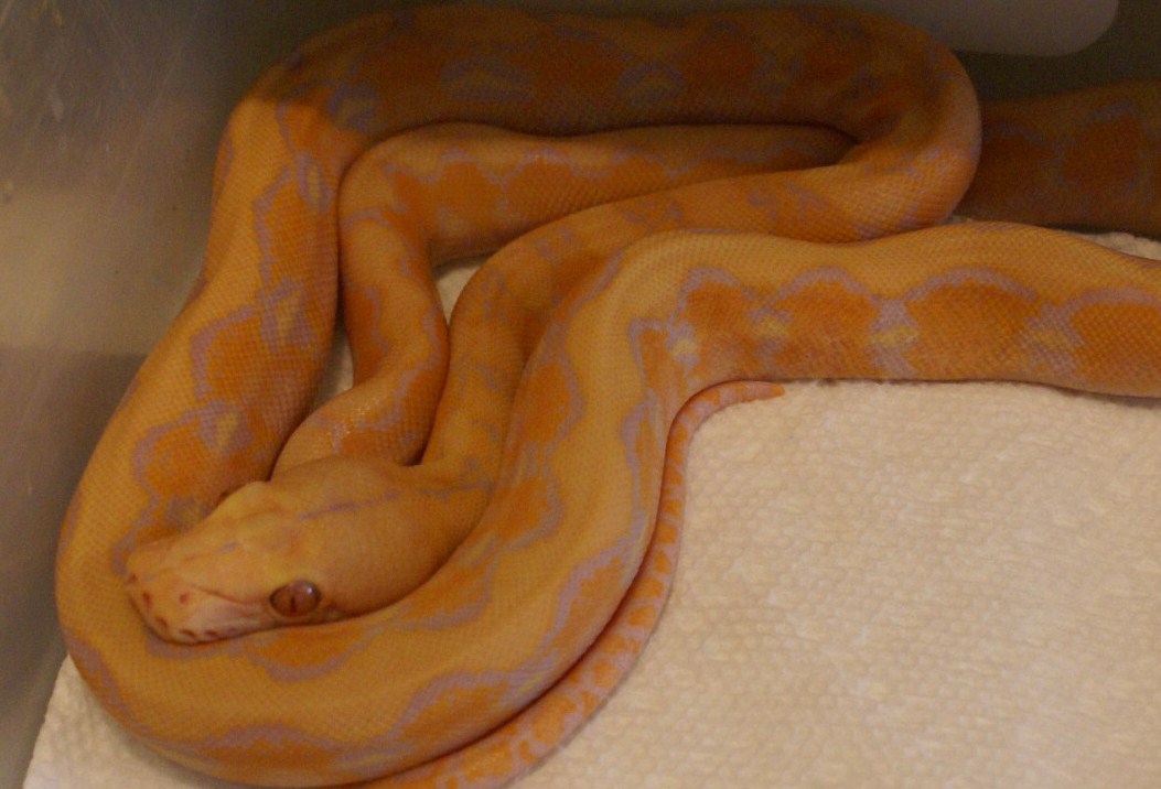 Albino Platinum