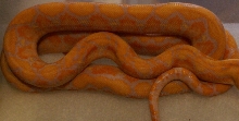 Albino Platinum