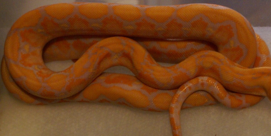 Albino Platinum