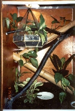 Cresed Gecko Enclosure