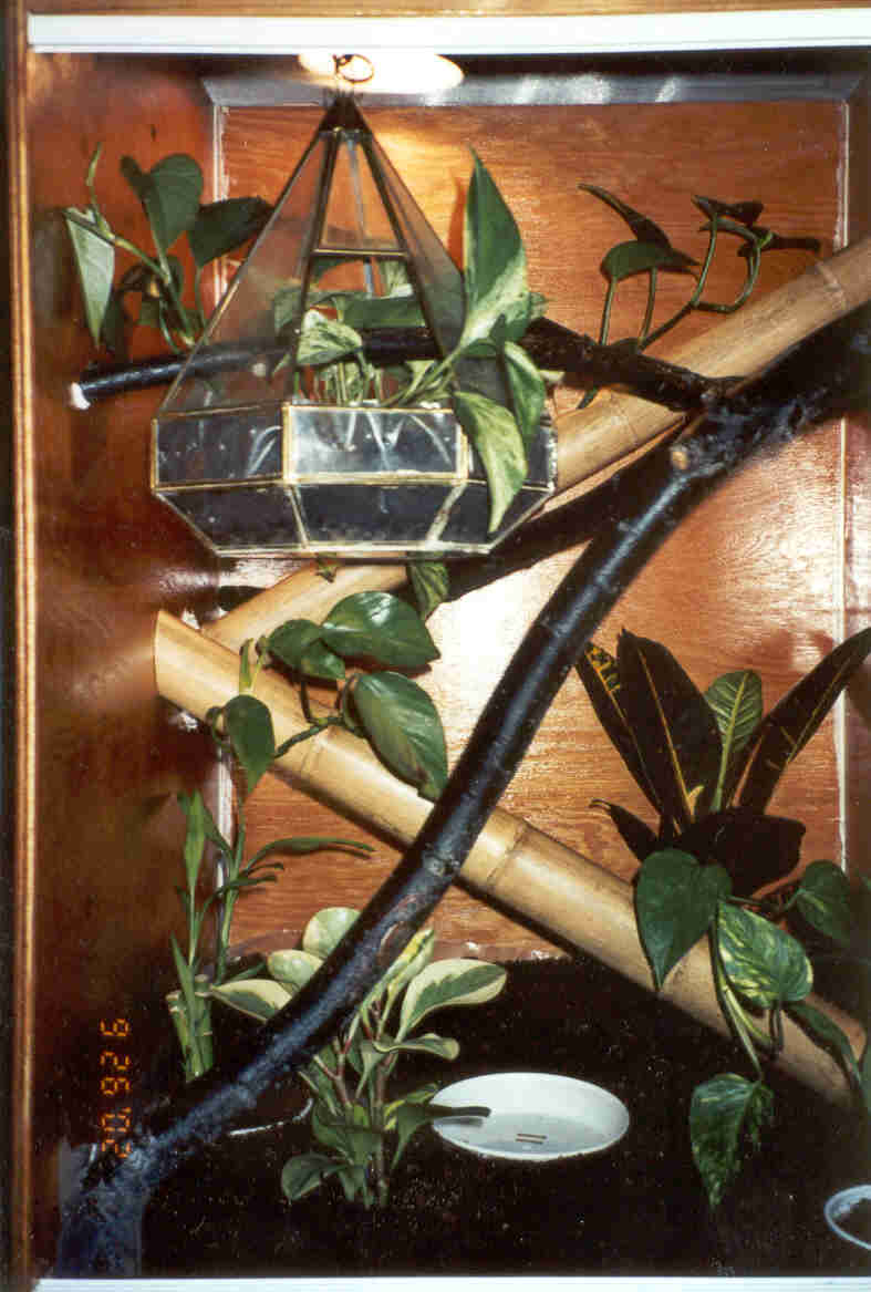 Cresed Gecko Enclosure