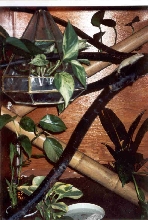 Crested Gecko Enclosure