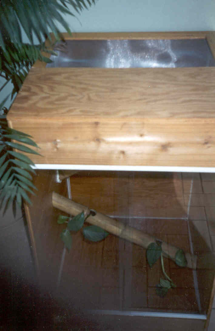 crested gecko enclosure (unfinished)