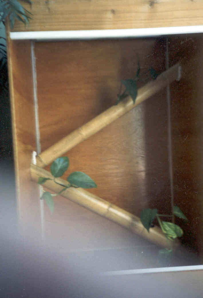 crested gecko enclosure2