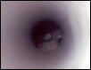 rattlesnake in pipe