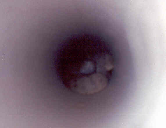 rattlesnake in pipe