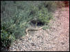 prairie rattlesnake