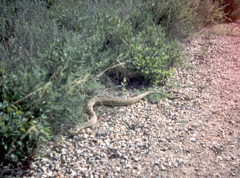 prairie rattlesnake