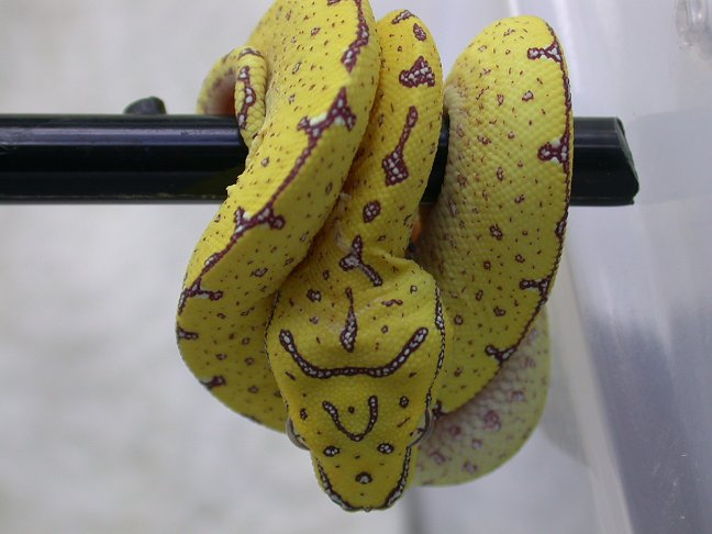 My first GTP