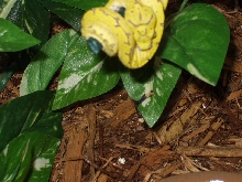 GTP
