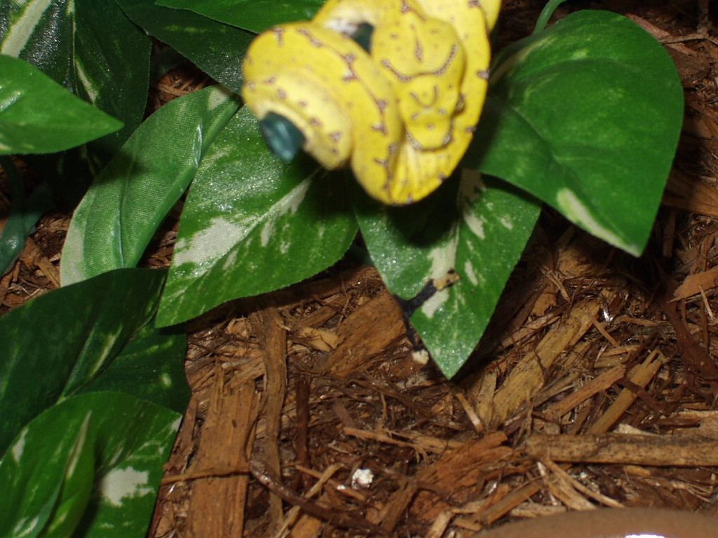 GTP
