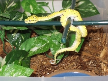 GTP
