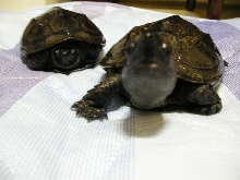 Camera-loving male Reeves turtles