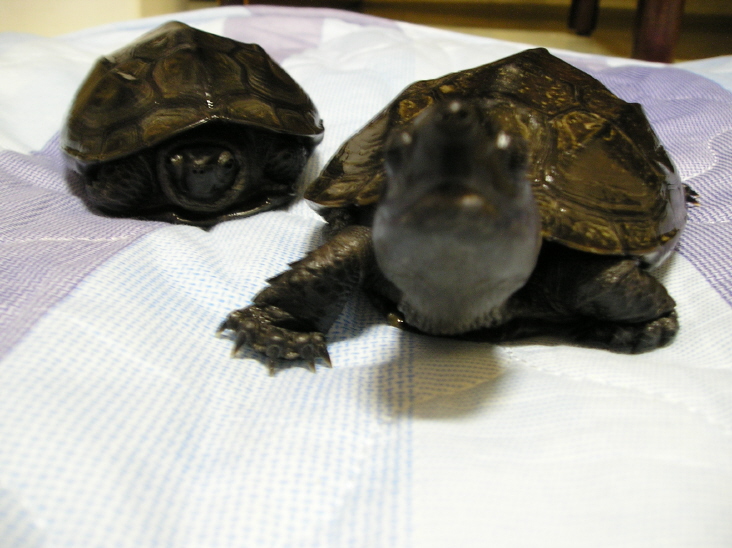 Camera-loving male Reeves turtles