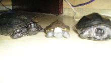 Male Reeves & a Diamondback Terrapin