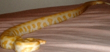 new albino